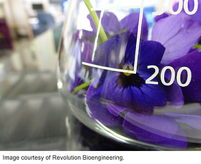 Flower in a flask synthetic biology