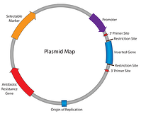 Generic map of a plasmid