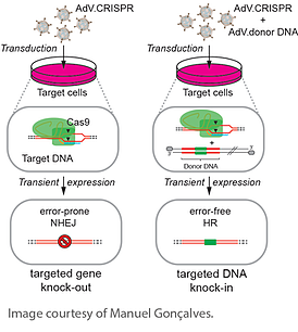A two-panel schematic; Panel A is labeled “targeted gene knock-out” and cartoon virus particles are labeled adenoviral CRISPR vectors. Below the particles, an arrow labeled “transduction” points to a Petri dish of target cells. A single target cell is enlarged to show Cas9 machinery as an oval and a rectangle bound to target DNA, which is depicted as linear fragments. Small arrowheads point to the CRISPR cut site on each DNA strand. An arrow labeled “transient expression” points to the next step, where two homologous strands of DNA have a deleted fragment with the heading “error-prone NHEJ”. Panel B is labeled “targeted DNA knock-in” and the virus particles are labeled "adenoviral CRISPR vectors + adenoviral donor DNA." In the enlarged target cell, the donor DNA is shown as rectangles within a larger fragment of DNA. An arrow labeled “transient expression” points to the next step, where the donor DNA is copied into the cut site.