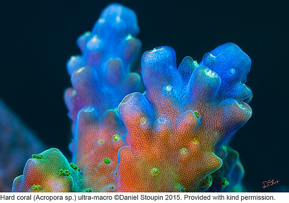 Hard coral (Acropora species).