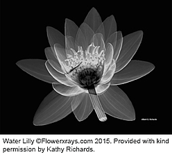 black and white image of a water lily.