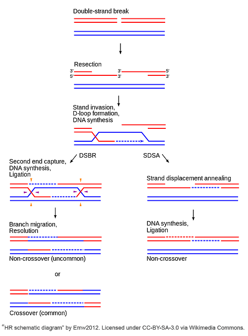 HDR schematic diagram shows the formation of the double-strand break, strand resection, strand invation, D-loop formation, and DNA snthesis. THis can be resolved using double strand break repair or synthesis dependent strand annealing.