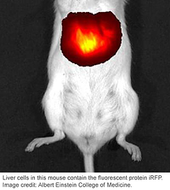 in vivo imaging in a mouse
