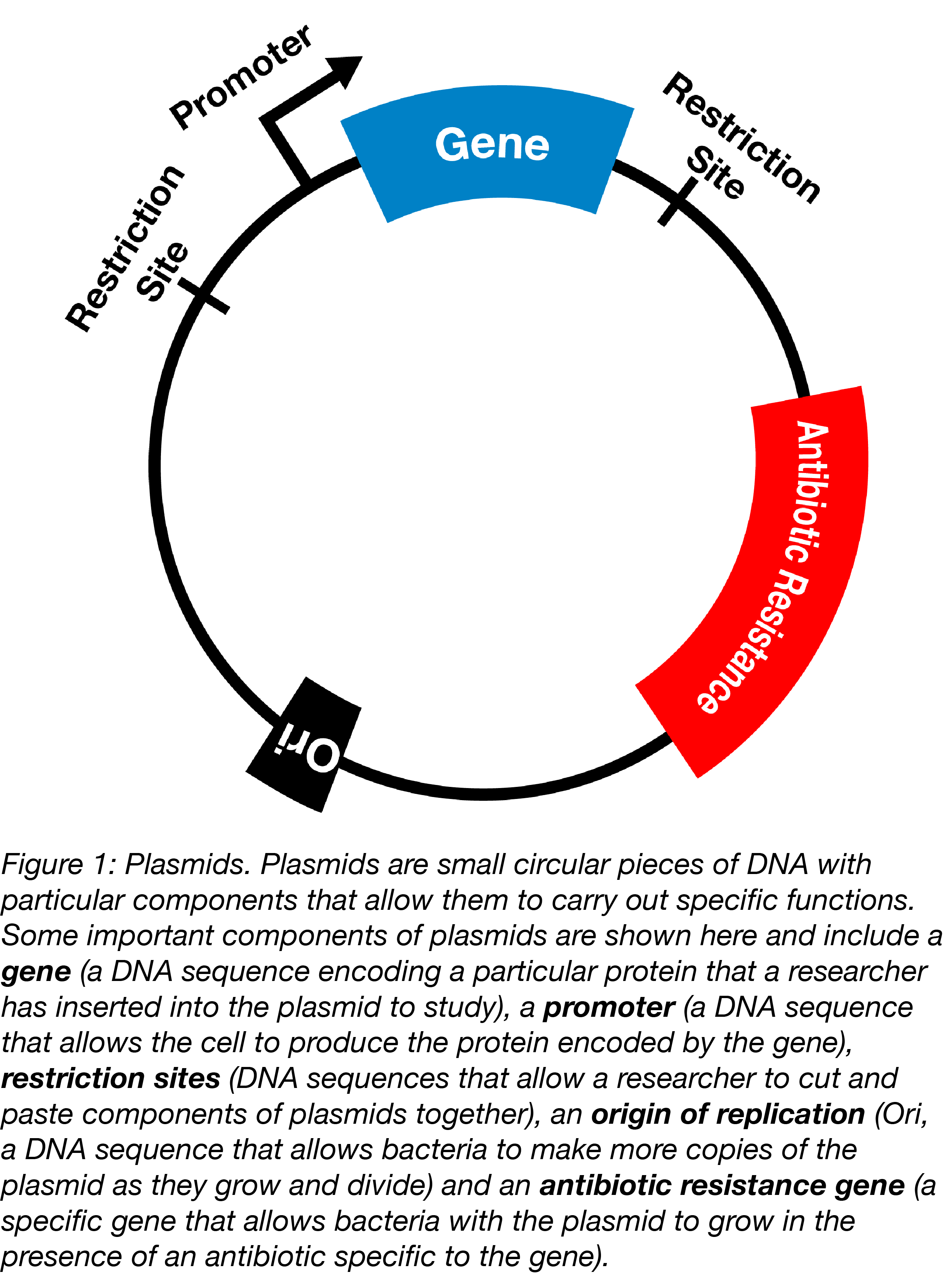 Plasmids: Simplified