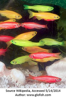 glofish