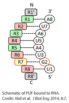 Schematic of PUF bound to RNA