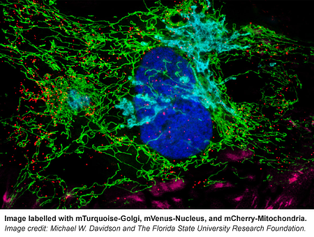 fluorescent labeling with mTurqoise-Golgi, mVenus-Nucleus, and mCherry-Mitochondria