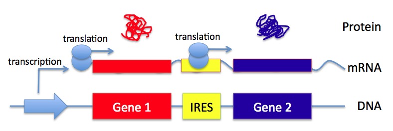 ires sequences