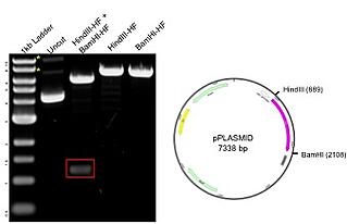 gel of a restriction digest with the plasmid map