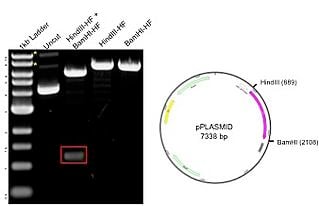 gel of a restriction digest with the plasmid map