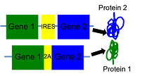 bicistronic genes