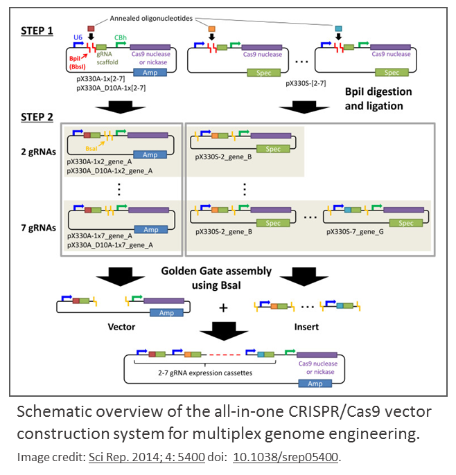 Introducing an AllinOne CRISPR/Cas9 Vector System for Multiplex