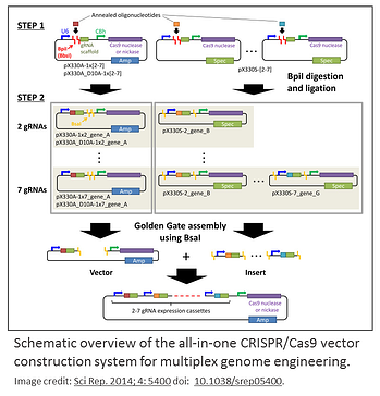 All-in-one CRISPR/Cas9 Multiplex Genome Engineering System for multiplex genome engineering