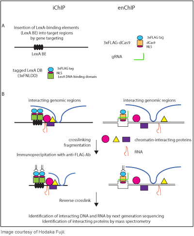 Schematic of iCHIP and enCHIP