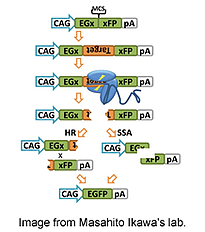 pCAG-EGxxFP plasmid for gRNA validation