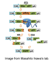 pCAG-EGxxFP plasmid for gRNA validation