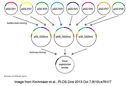 Golden GATEway cloning kit