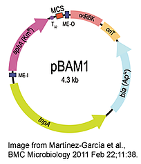pBAM1 plasmid map