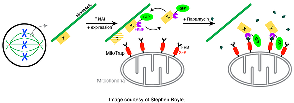 schematic of knocksideways method for protein inactivation