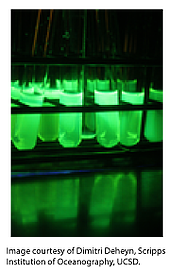 Test tubes of bright and dim GFP fluorescent proteins