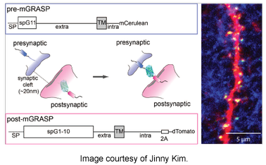 mGRASP-plasmids-Jinny-Kim-Addgene.png