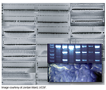 Using CRISPR in C. elegans to insert selective marker.