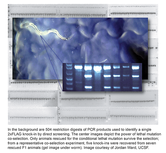 Using CRISPR in C. elegans to knock-in FLAG tag.