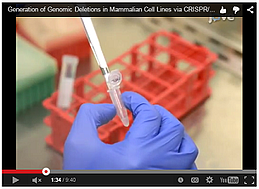 Genomic-deletions-in-mammalian-cell-lines-via-CRISPR-Cas9