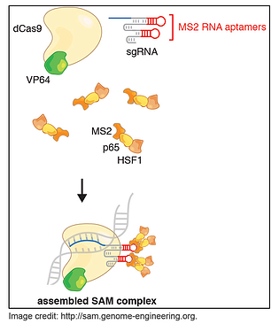 A schematic of the Synergistic Activation Mediator (SAM) complex pooled CRISPR libraries. This system is used for CRISPR gene activation. The SAM complex consists of three components: 1) an inactive Cas9-VP64 fusion, 2) an sgRNA that contains two MS2 RNA aptamers, and 3) the activation helper protein which is comprised of three distinct activation domains - VP64, P65 and HSF1. Together these components targets a robust transcriptional activation complex to a specific site in the genome.