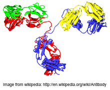 structure of an IgG2 antibody
