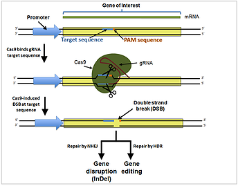 CRISPR 101: A New Series on Genome Editing & CRISPR-Cas