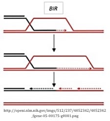 break-induced repair pathway