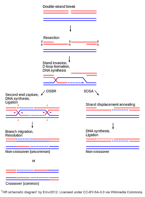 HDR schematic diagram shows the formation of the double-strand break, strand resection, strand invation, D-loop formation, and DNA snthesis. THis can be resolved using double strand break repair or synthesis dependent strand annealing.