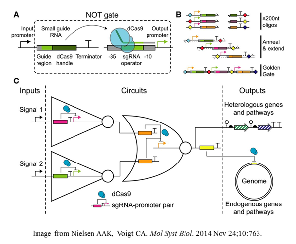 CRISPR Meets Synthetic Biology: A Conversation with MIT’s Christopher Voigt