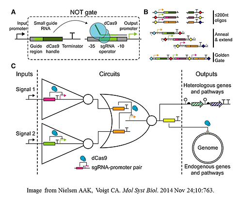 Schematic of a CRISPR/Cas9 genetic circuit that uses a NOT gate.