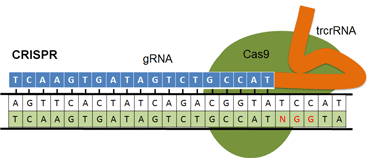 A cartoon of CRISPR-Cas9. A double-stranded DNA (dsDNA) sequence is shown. A simplified Cas9 enzyme is shown bound to a gRNA and to the dsDNA. The gRNA includes a complementary sequence to one of the DNA strands.