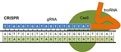 crispr_cas9_genome_engineering