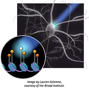 optogenetics-LITE-plasmids