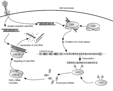 crispr cas9 mechanism