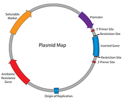 Plasmid Map ?width=256&name=Plasmid Map 