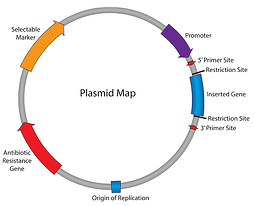 Plasmid_Map
