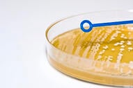 Bacterial plate 