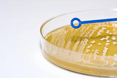 inoculation loop over agar plate