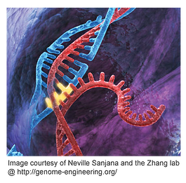 Lentiviral CRISPR-Cas9 libraries for knockout screening