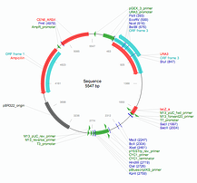 yeast plasmid map