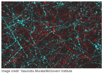 Chronos-and-Chrimson-channelrhodopsin-two-color-excitation