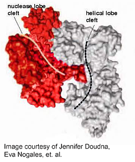 Crystal structure of Cas9 from Doudna and Nagles, highlighting the two lobes: the nuclease lobe and the helical lobe.