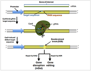 CRISPR Cas mechanism