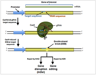CRISPR Cas mechanism