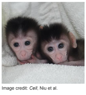 CRISPR Cas9 monkeys Niu